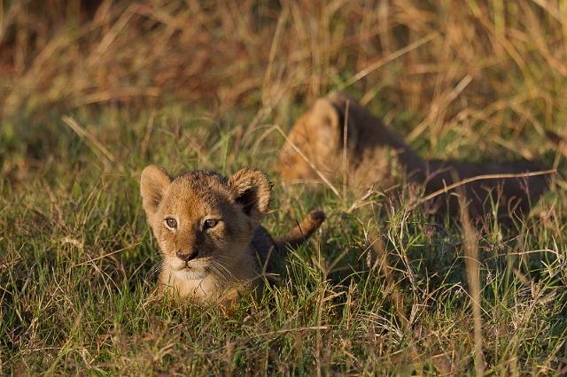 063 Kenia, Masai Mara, leeuwen, marsh pride.jpg